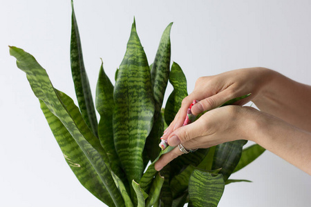 植物 植物区系 打扫 照顾 生长 自然 女人 花盆 灌封