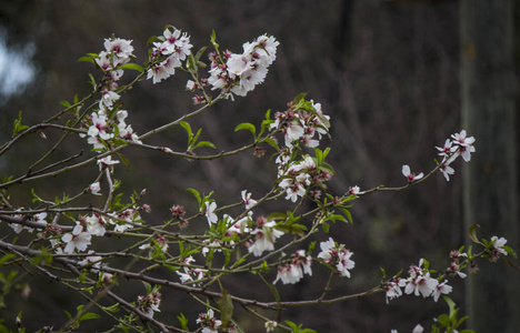 开花 绣球花 花园 美丽的 特写镜头 颜色 春天 植物 花的