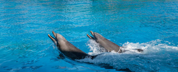 自然 太平洋 游泳 泼洒 海豚 波动 水族馆 快乐 旅行