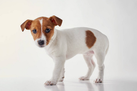 美丽的 有趣的 小狗 乐趣 猎犬 朋友 宠物 快乐 动物