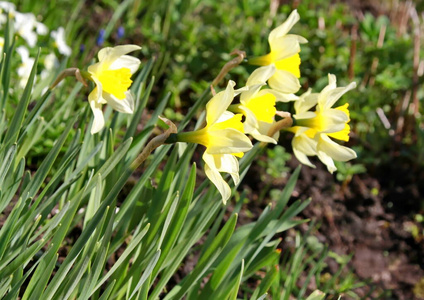 特写镜头 植物区系 春天 夏天 花园 美丽的 自然 花瓣