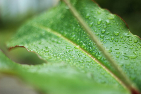 环境 液体 生长 雨滴 气泡 阳光 生活 美丽的 露水 纯洁