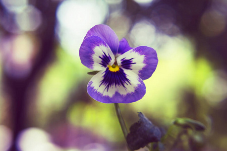 季节 春天 花园 特写镜头 颜色 自然 夏天 花的 紫色