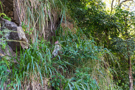 中国猕猴中国猕猴在斯里兰卡