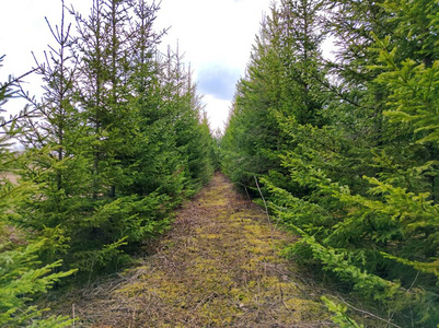 松树 树叶 天空 环境 阳光 公园 春天 夏天 森林 季节