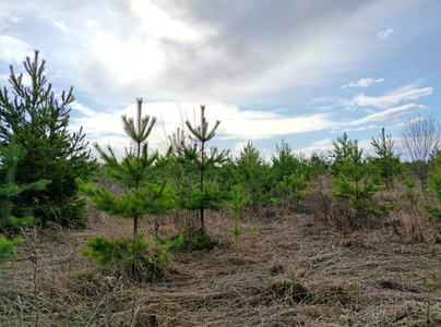 天空 玉米 生长 田间树 种植园 植物 夏天 自然 松木