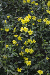 自然 特写镜头 夏天 季节 颜色 花瓣 灌木 花的 园艺