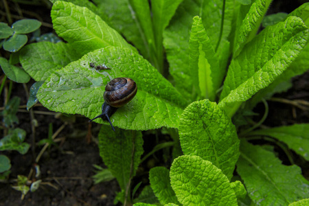 春天 蔬菜 夏天 园艺 农业 特写镜头 自然 颜色 植物