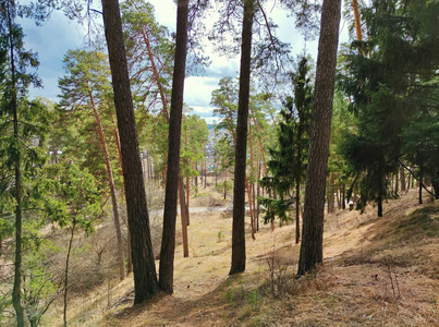 公园 季节 风景 环境 树干 自然 树叶 夏天 木材 松木