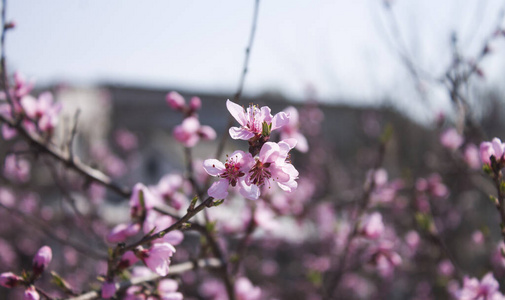 植物区系 自然 美丽的 美女 樱桃 季节 植物学 丁香花