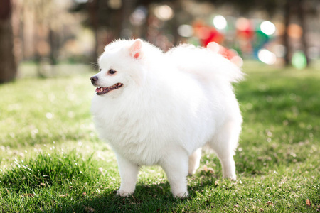 肖像 美丽的 毛茸茸的 犬科动物 幸福 毛皮 斯皮茨 日本人