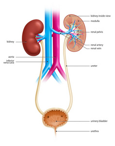 过滤 膀胱 健康 医疗保健 透析 医学 器官 尿道 解剖