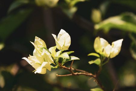 夏天 三角梅 花园 植物 花的 自然 春天 紫色 盛开 植物区系