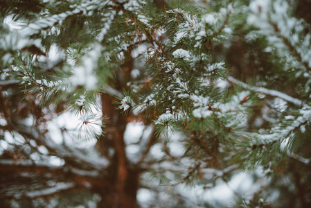 仙境 降雪 魔术 气候 圣诞节 全景图 公园 假期 暴风雪