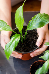 植物 花的 种植 移植 自然 农业 幼苗 园丁 生态学 生长