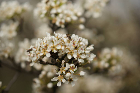 雄蕊 花的 蜜蜂 盛开 开花 植物 树叶 特写镜头 自然