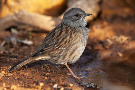 英国 动物 自然 树篱 鸣禽 鸟类 麻雀 鸟类学 野生动物