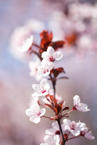 樱花枝头蓝天