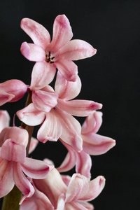 特写镜头 植物学 美女 风信子 植物区系 开花 花的 美丽的
