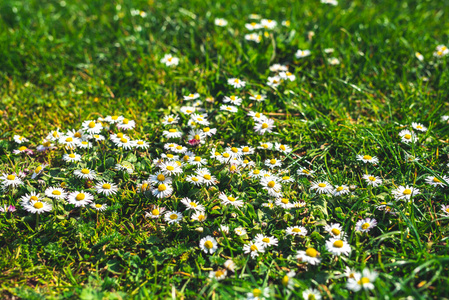 植物 自然 草药 美丽的 花瓣 夏天 花园 领域 生长 阳光