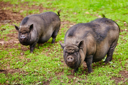 农业 有趣的 动物 繁殖 越南 播种 满的 食物 农场 猪肉