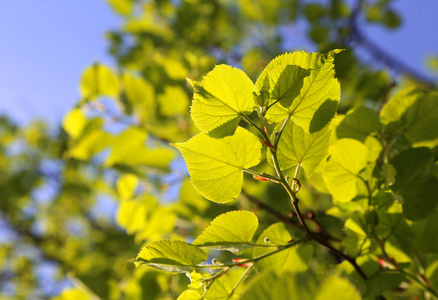纹理 环境 生态学 树叶 太阳 植物 颜色 花园 分支 夏季
