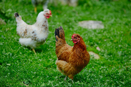 农业 农事 农场 公鸡 自由的 家禽 夫妇 领域 喂养 活着的