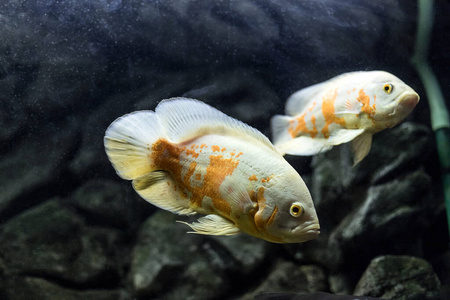 动物 植物 坦克 水族馆 宠物 淡水 食物 游泳 钓鱼 特写镜头