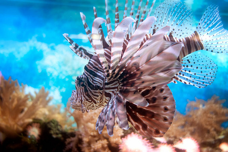 在水族馆里，狮子鱼在珊瑚之间游动