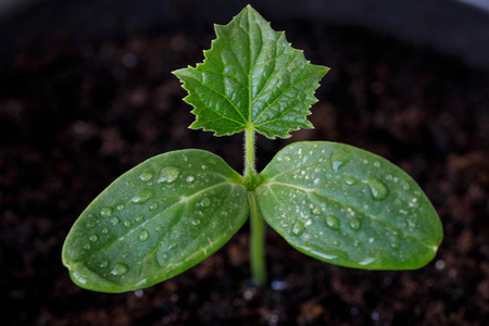 颜色 特写镜头 环境 植物 分支 花园 农场 食物 黄瓜