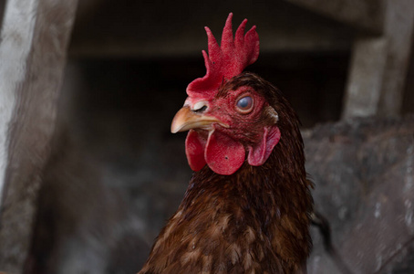 家禽 农事 梳子 草地 母鸡 眼睛 公鸡 食物 动物 自由的