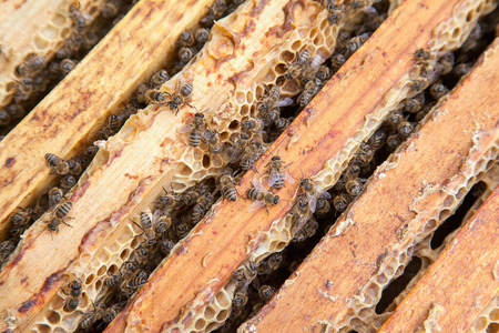 框架 养蜂 动物 昆虫 工人 工作 甜的 自然 翅膀 殖民地