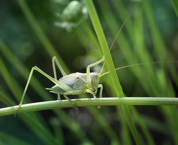 早晨 形象 草地 天线 生态学 动物 夏天 植物 蚱蜢 生物学