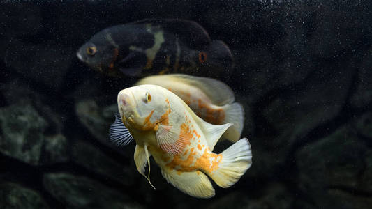 暗礁 美女 食物 海的 水族馆 钓鱼 水下 宠物 形象 特写镜头