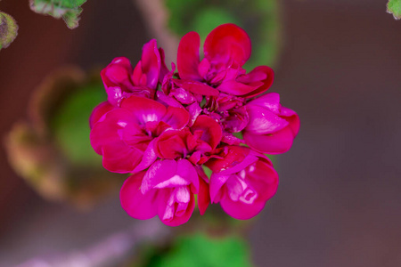 季节 花瓣 康乃馨 情人 植物 植物学 自然 粉红色 特写镜头