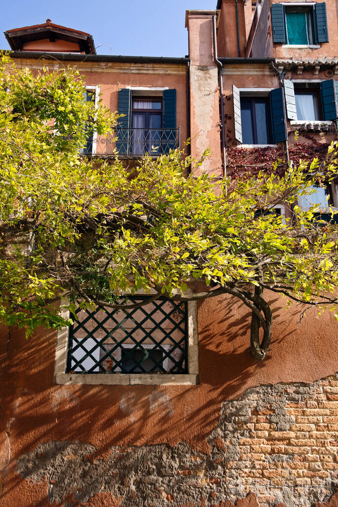 这棵树生长在房子附近有裂缝的墙上