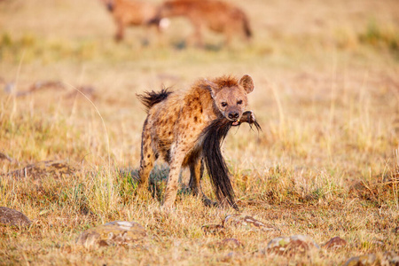 非洲 灌木 动物 鬣狗 食肉动物 公园 野生动物 肯尼亚