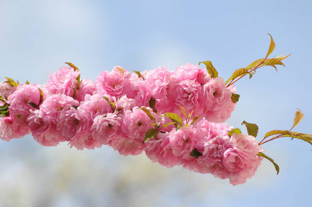 植物区系 粉红色 花的 樱桃 日本 颜色 春天 花园 樱花