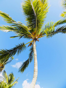 太阳 休息 椰子 季节 自然 迈阿密 海洋 泻湖 冲浪 泰国