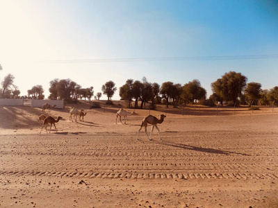 野生动物 动物 骆驼 兽群 哺乳动物 风景 游猎 自然 旅行