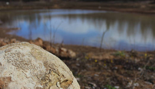 自然 春天 蛤壳 美丽的 印记 池塘 傍晚 特写镜头