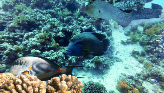 自然 梦想 潜水员 旅行 泡沫 殖民地 加勒比 动物 在下面