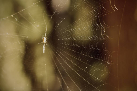 自然 花园 蜘蛛网 早晨 陷阱 蛛形纲 特写镜头 昆虫 露水