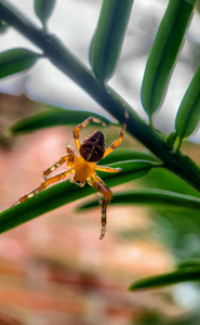 Macro photo of a spider hunting at its web 