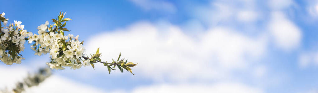 花园 植物 分支 植物区系 美女 全景图 粉红色 浪漫的