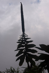 半边莲 植物 药物 花的 自然 生长 丛林 开花 巨人 花园