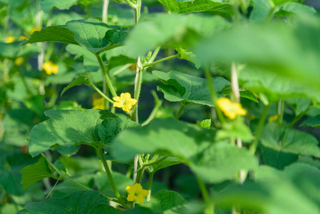 花瓣 美丽的 植物区系 生长 花的 自然 蔬菜 食物 农场