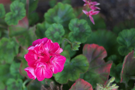 粉红色天竺葵花和叶子的特写镜头