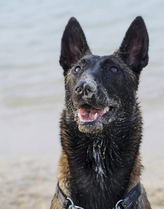 犬科动物 牧羊犬 纯种 打狗 海洋 自然 宠物 动物 海岸