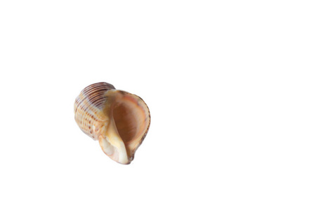 软体动物 夏天 自然 蜗牛 海洋 动物 特写镜头 海螺 收集